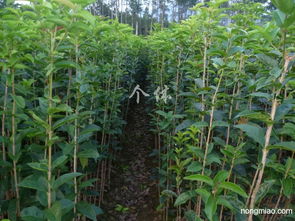 專業(yè)供應優(yōu)質綠化苗木 銀杏、桂花、紫薇與竹柏小苗