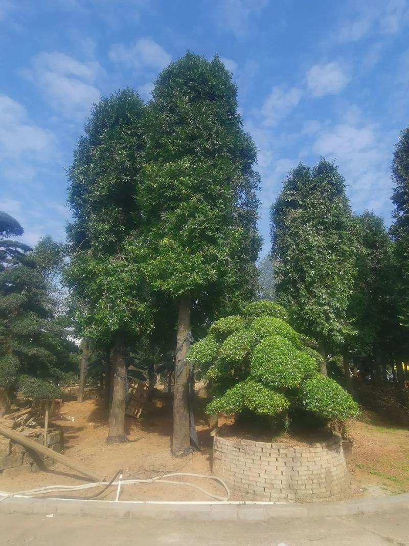 高大挺拔的大竹柏 別墅庭院的首選優質名貴樹種
